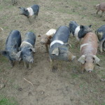 das sind solche neugierdsnasen, die!